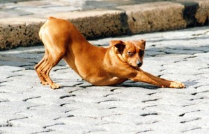 Stretch like a dog